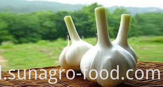 Common white garlic